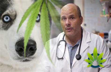  Wakshlag , section chief and professor of clinical nutrition, says veterinarians can now recommend and discuss CBD oil with all clients